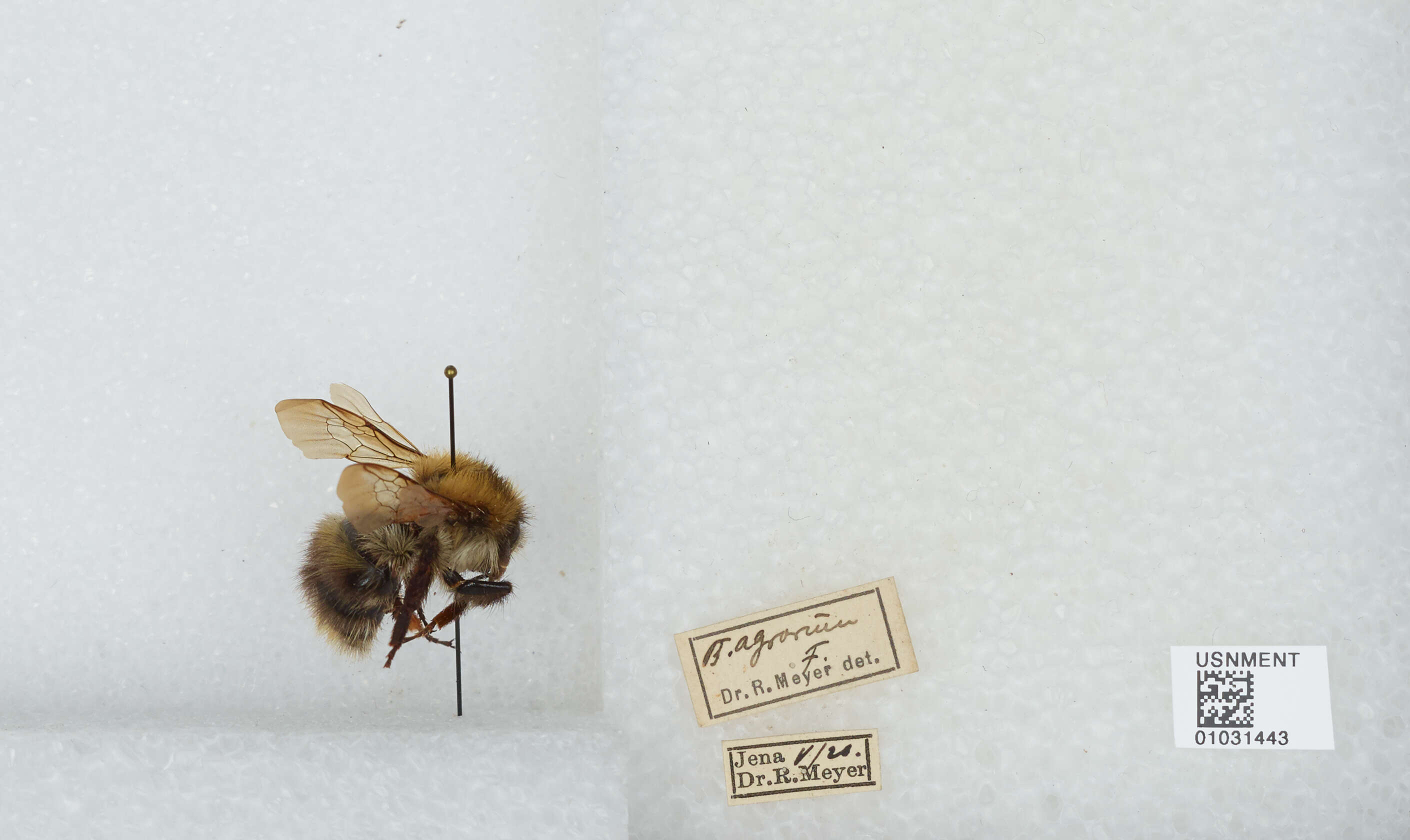 Image of Common carder bumblebee