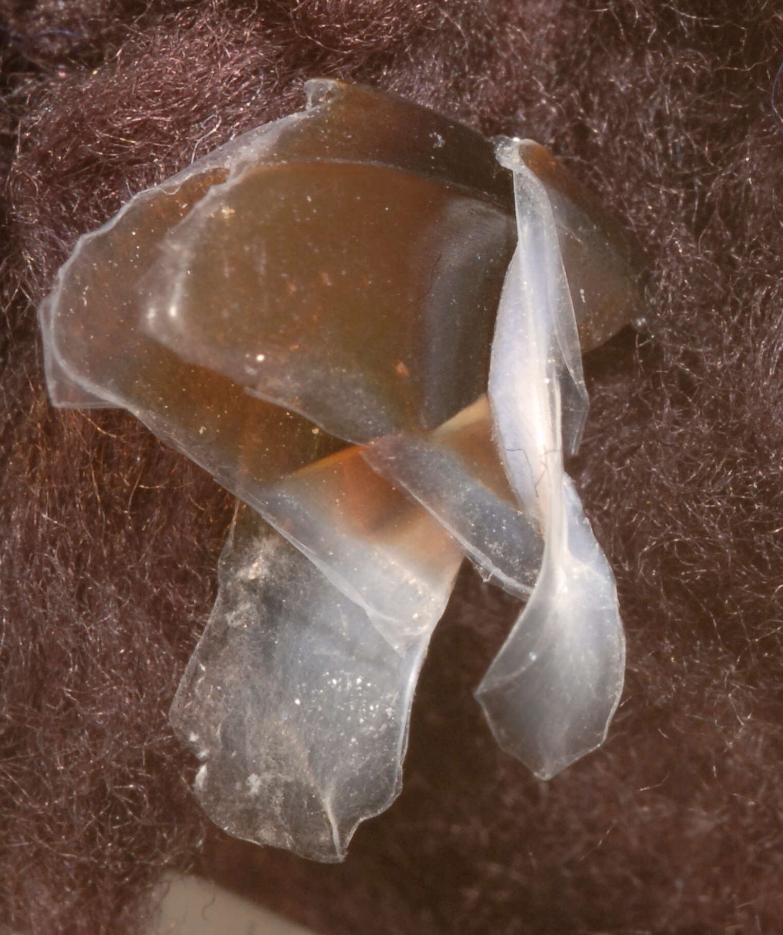 Image of Coffee bean scaled squid