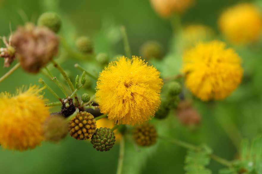 Image of Vachellia farnesiana (L.) Wight & Arn.