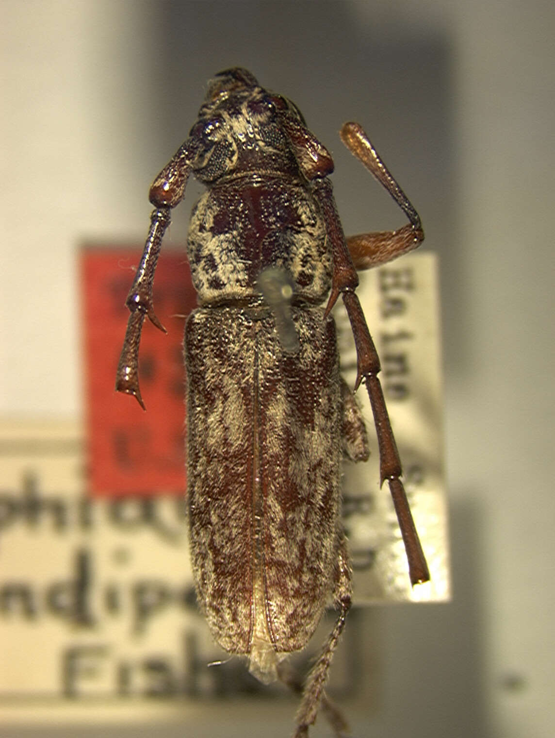 Image of Elaphidion rotundipenne Fisher 1932