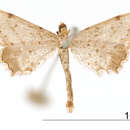 Image of Eumacrodes excilinea Warren 1906