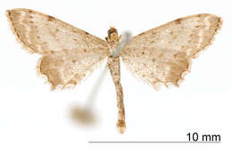 Image of Eumacrodes excilinea Warren 1906