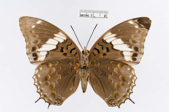 Imagem de Charaxes smaragdalis Butler 1865