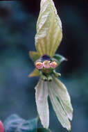 Image of Dalechampia Plum. ex L.