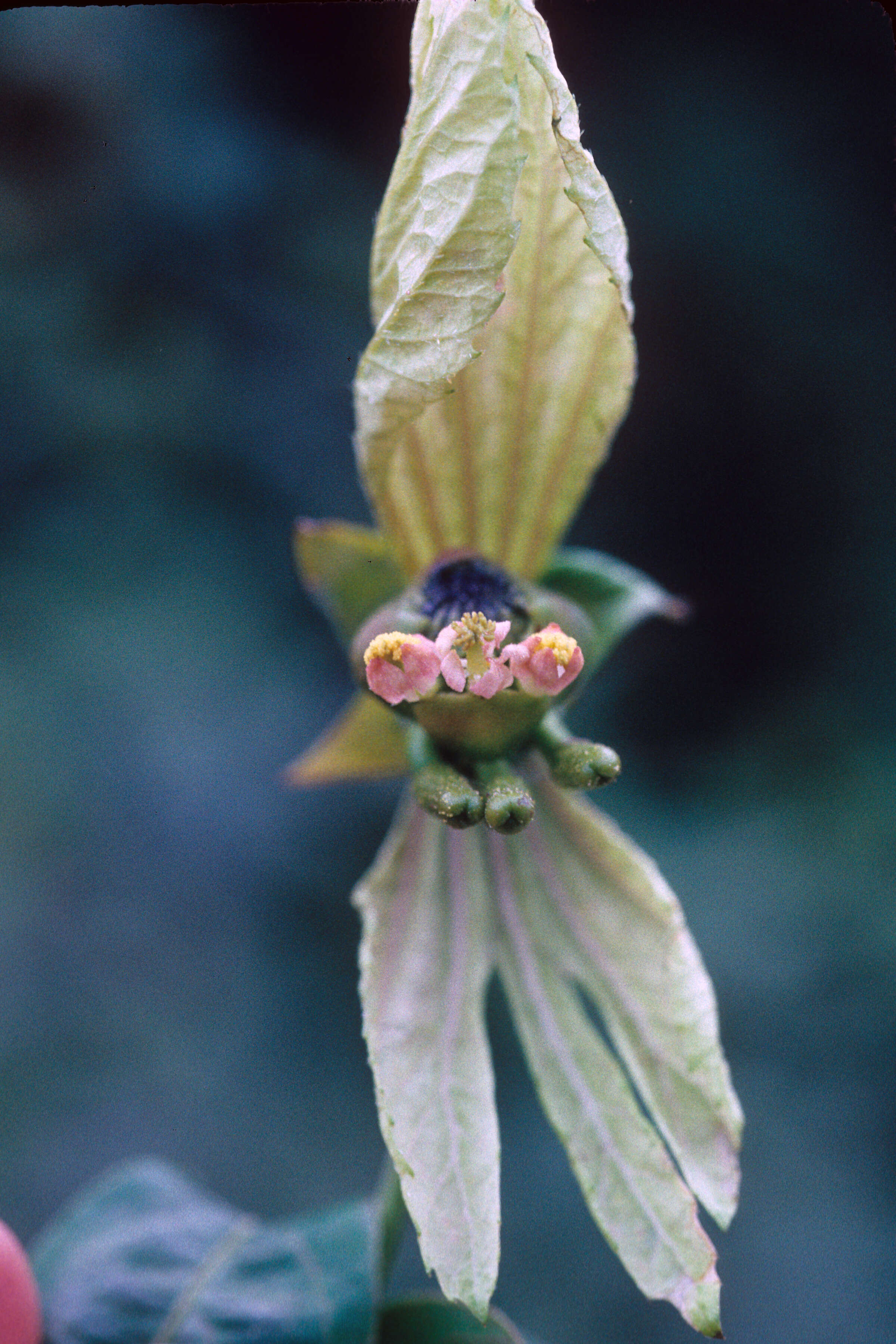 Image of Dalechampia Plum. ex L.