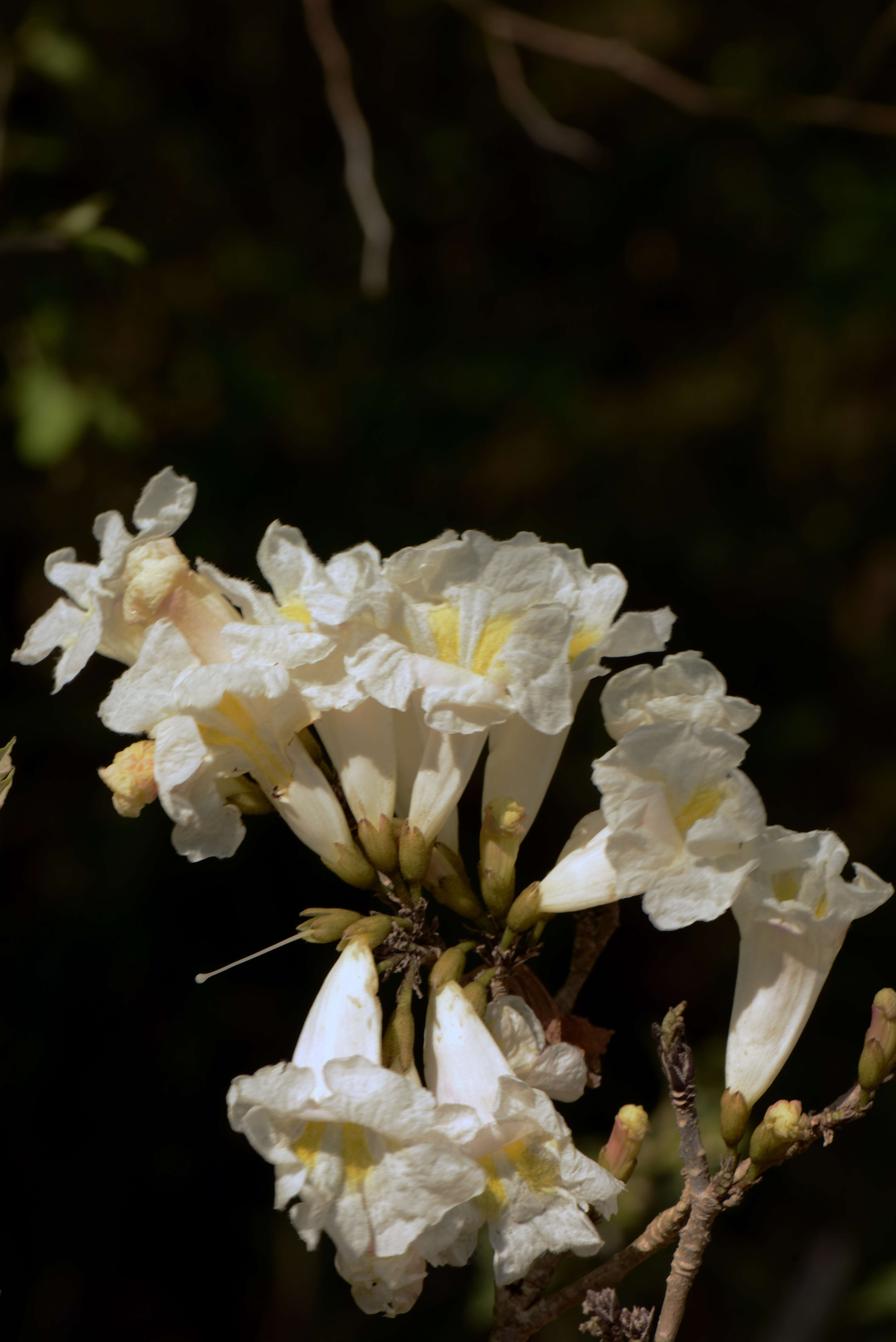 صورة Tabebuia roseoalba (Ridley) Sandwith