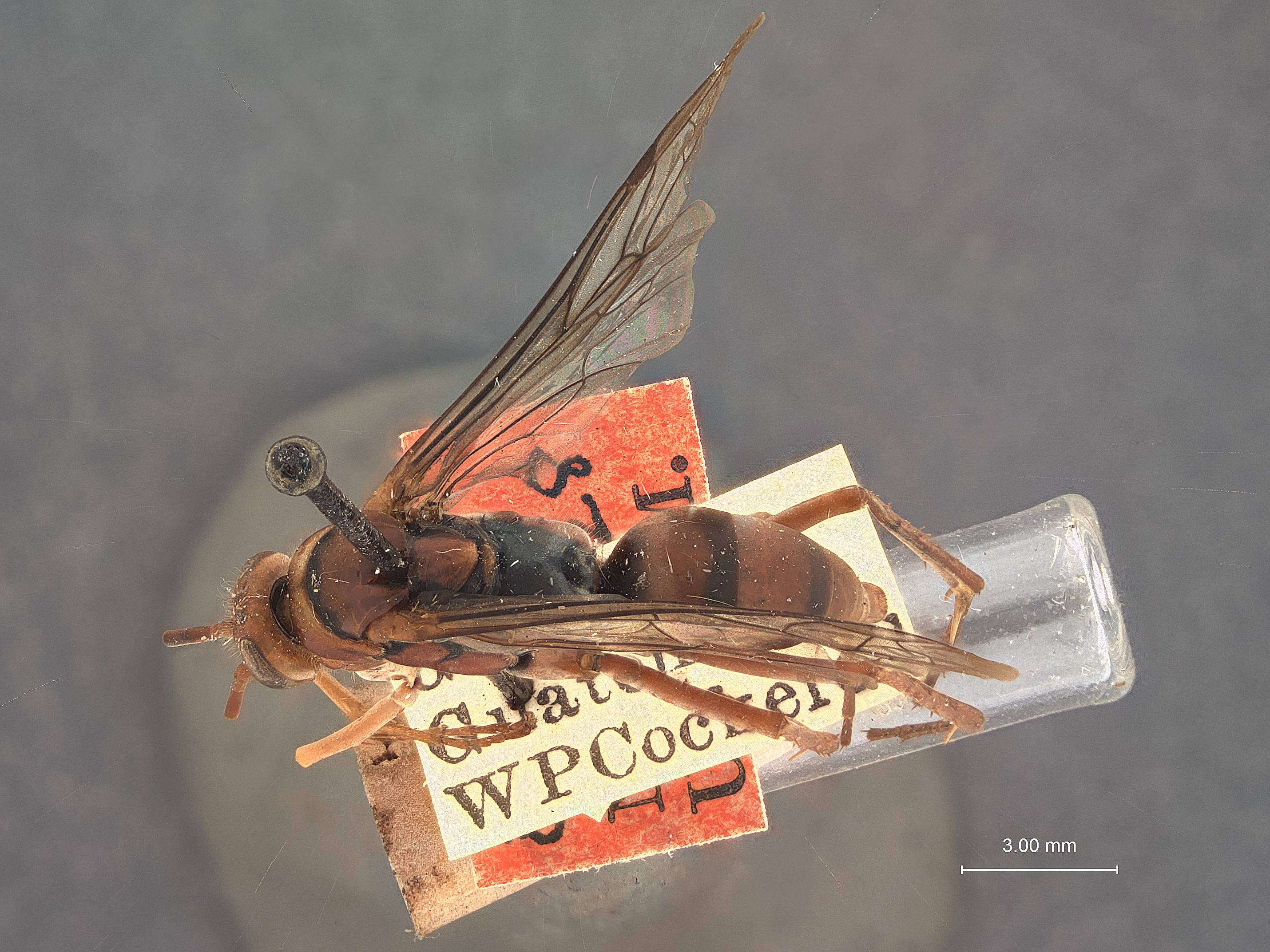 Image of Arachnophroctonus cockerellae Rohwer 1915