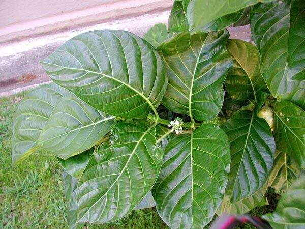 Image of Indian mulberry