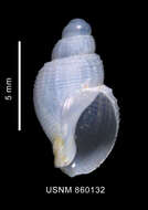 Image de Parabuccinum polyspeirum (Dell 1990)