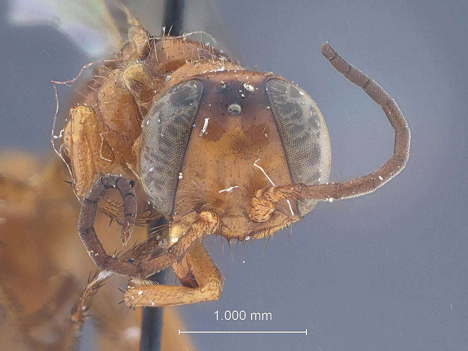 Imagem de Diploplectron relativum Rohwer 1909