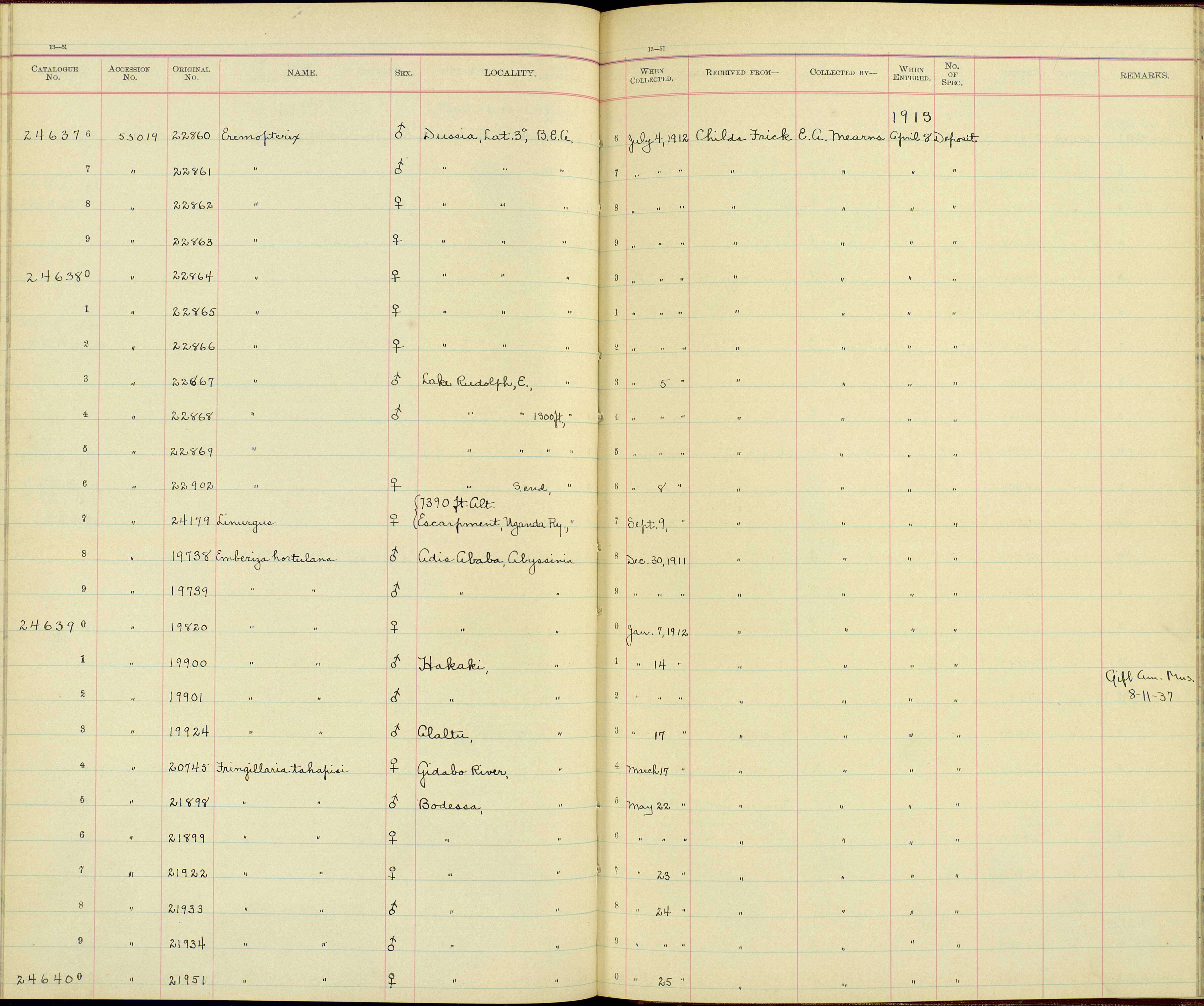 صورة Eremopterix signatus signatus (Oustalet 1886)