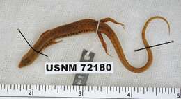 Image of Modest Ground Skink