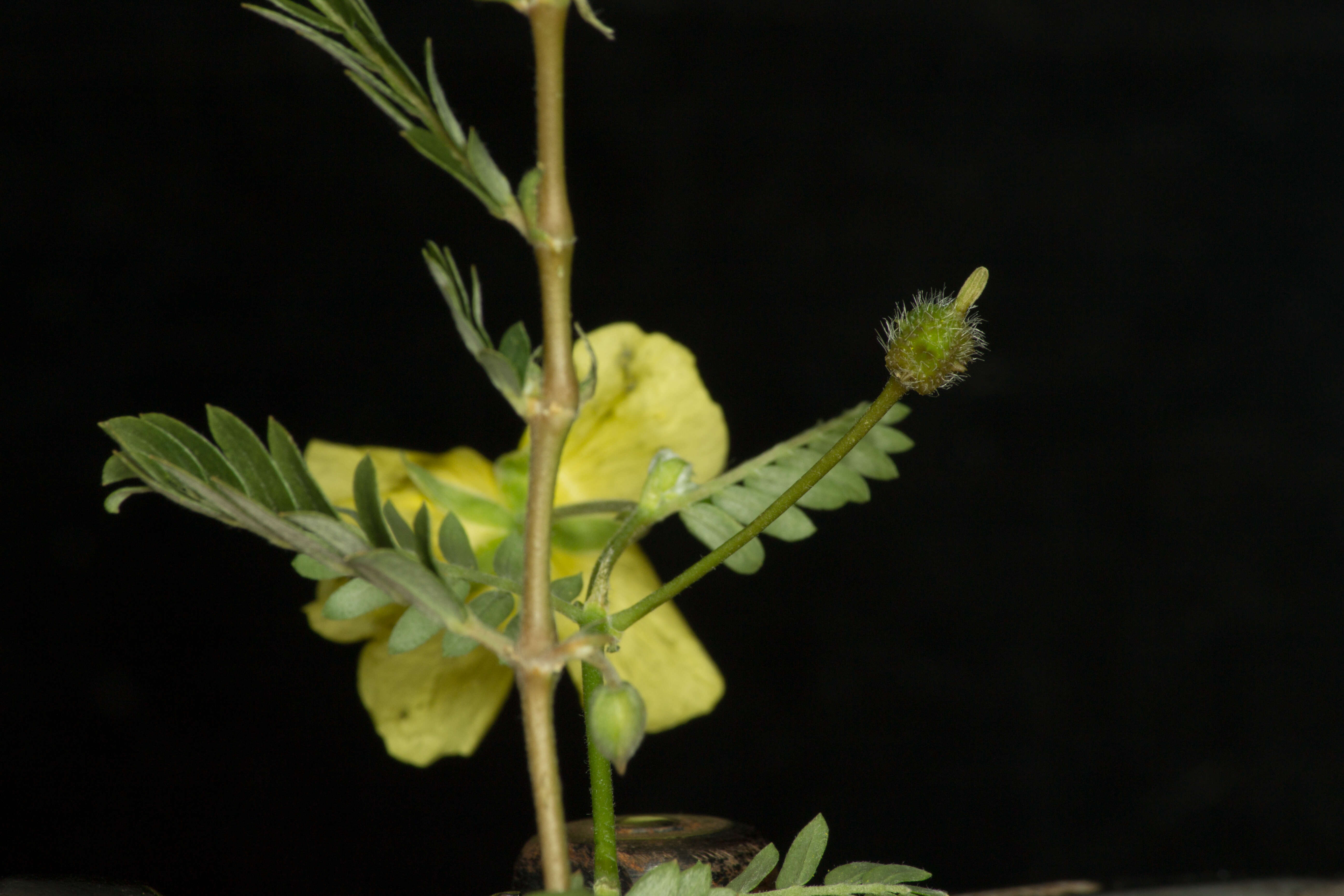 Image of Jamaican feverplant