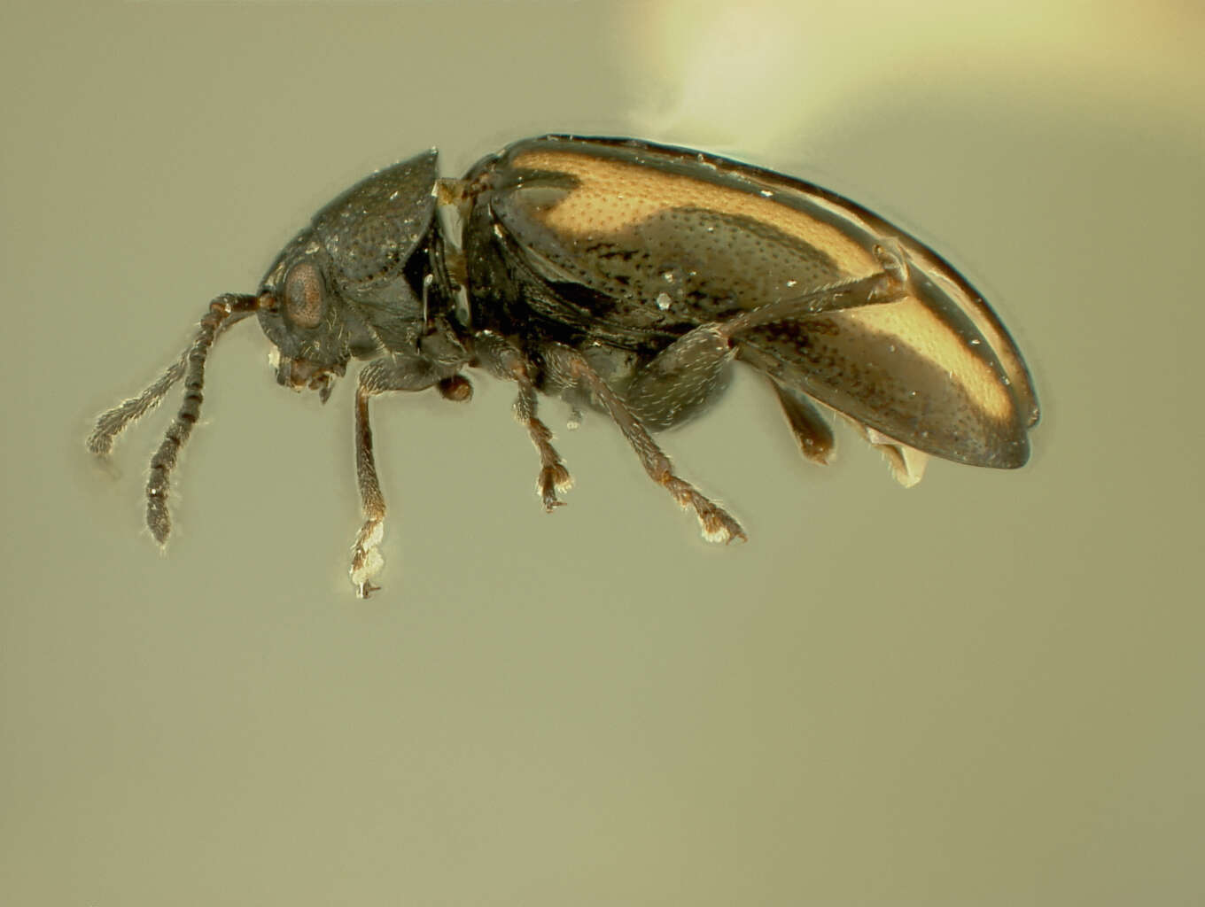 Image of Phyllotreta alberta Chittenden 1927