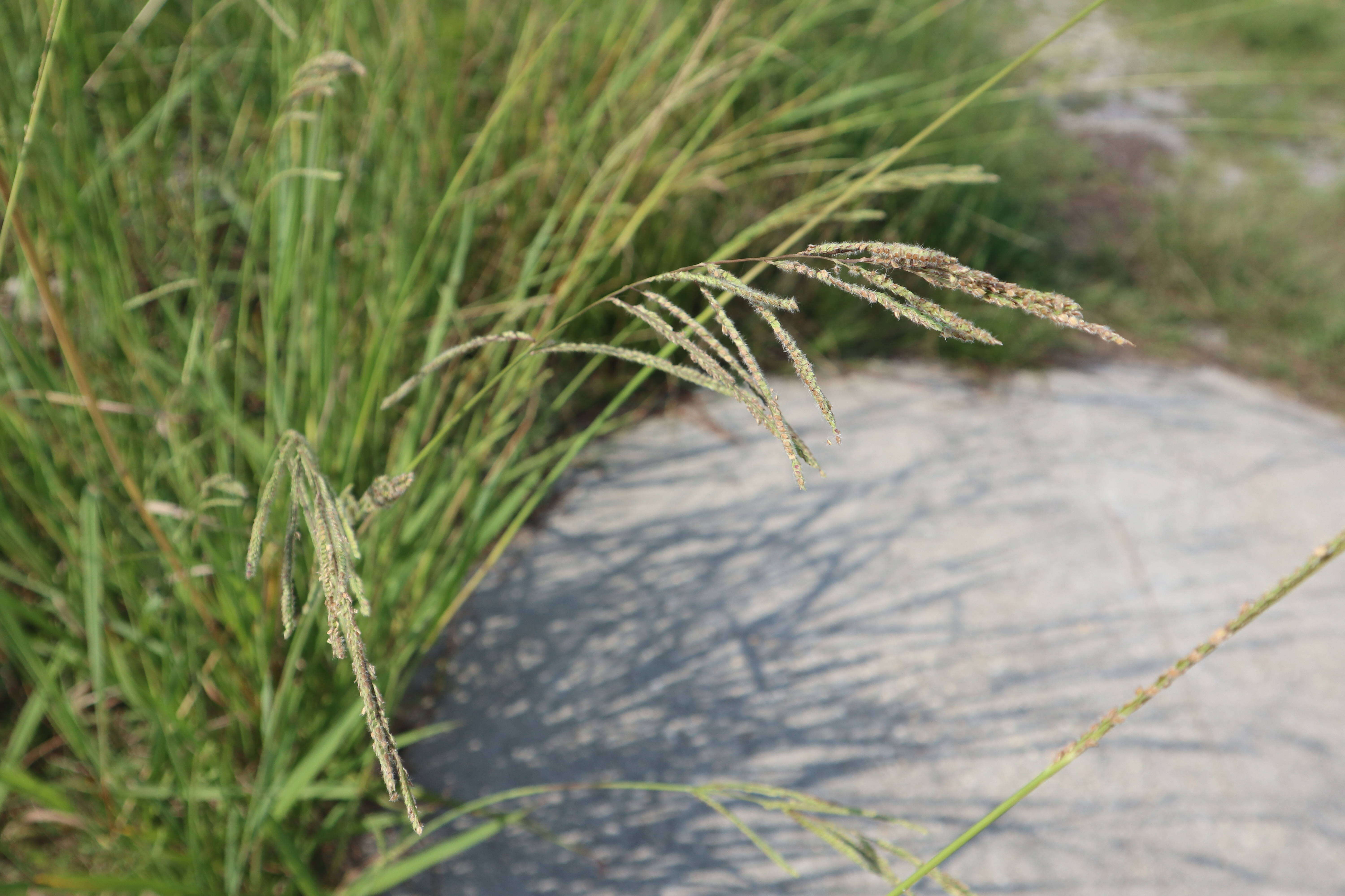 Слика од Paspalum urvillei Steud.