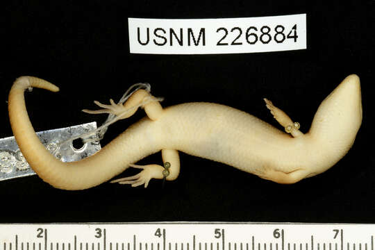 Image of Deignan Tree Skink