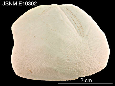 Image of Schizaster floridiensis Kier & Grant 1965