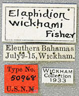 Image of Elaphidion manni Fisher 1932