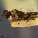 صورة Meromyzobia flavicincta (Ashmead 1888)