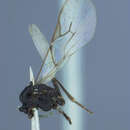 Image of Aphidius propinquus Ashmead 1902
