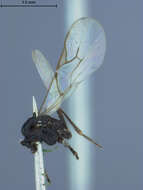 Image of Aphidius propinquus Ashmead 1902