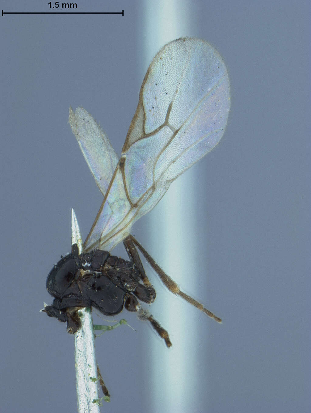 Image of Aphidius propinquus Ashmead 1902