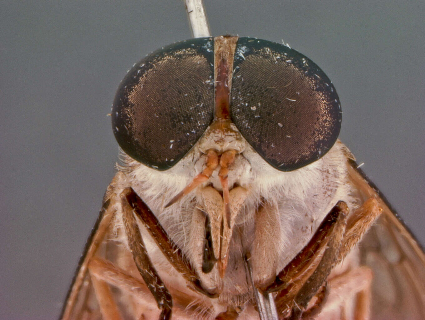 Image of Tabanus wilpattuensis Burger 1982