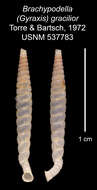 Image of <i>Brachypodella gracilior</i> Torre & Bartsch