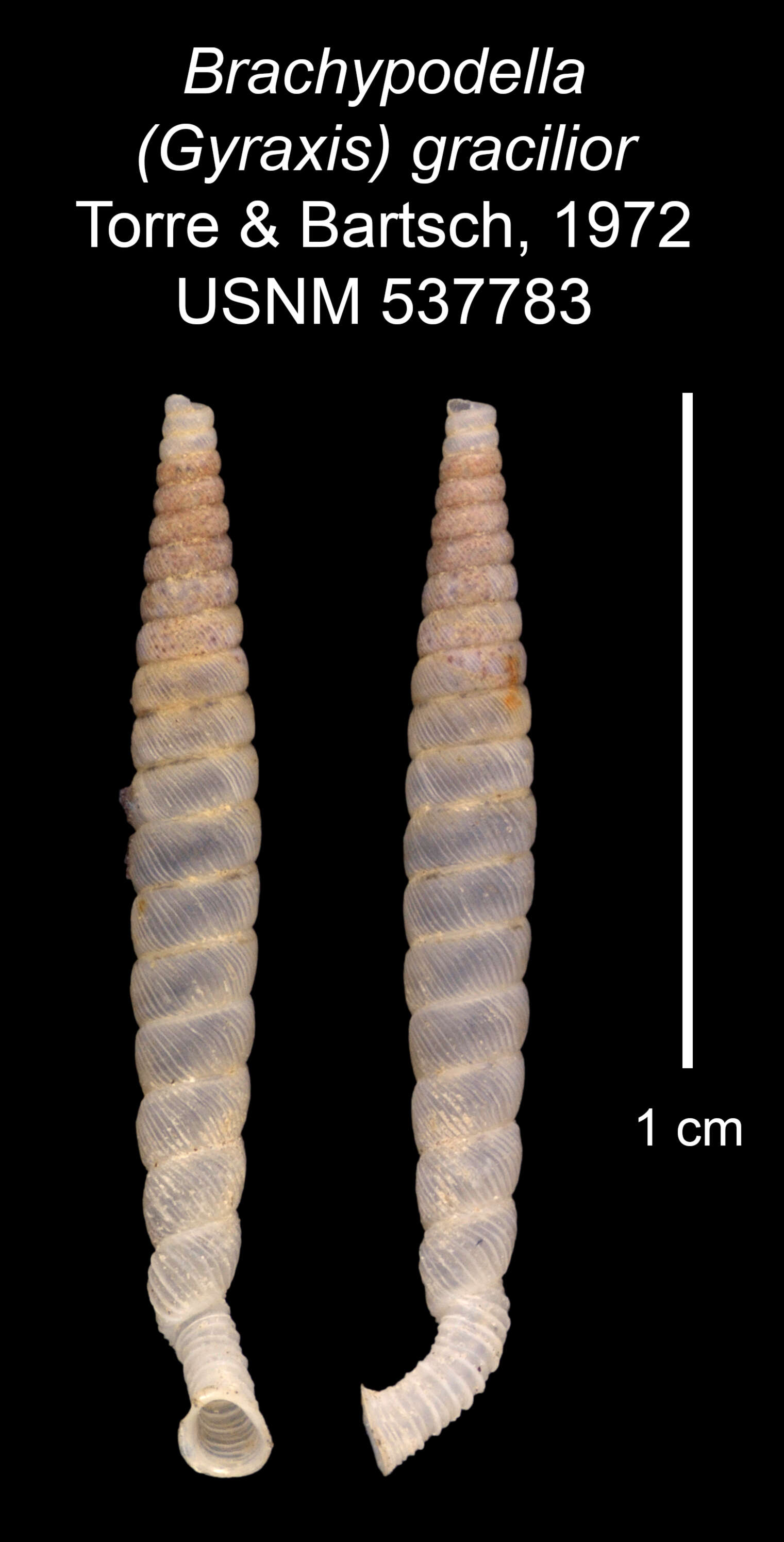 Imagem de <i>Brachypodella gracilior</i> Torre & Bartsch