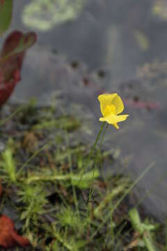 Image of Humped Bladderwort