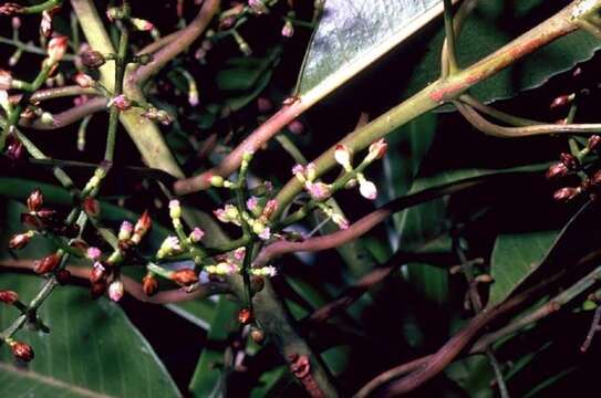 Слика од Trimenia nukuhivensis Wagner & Lorence