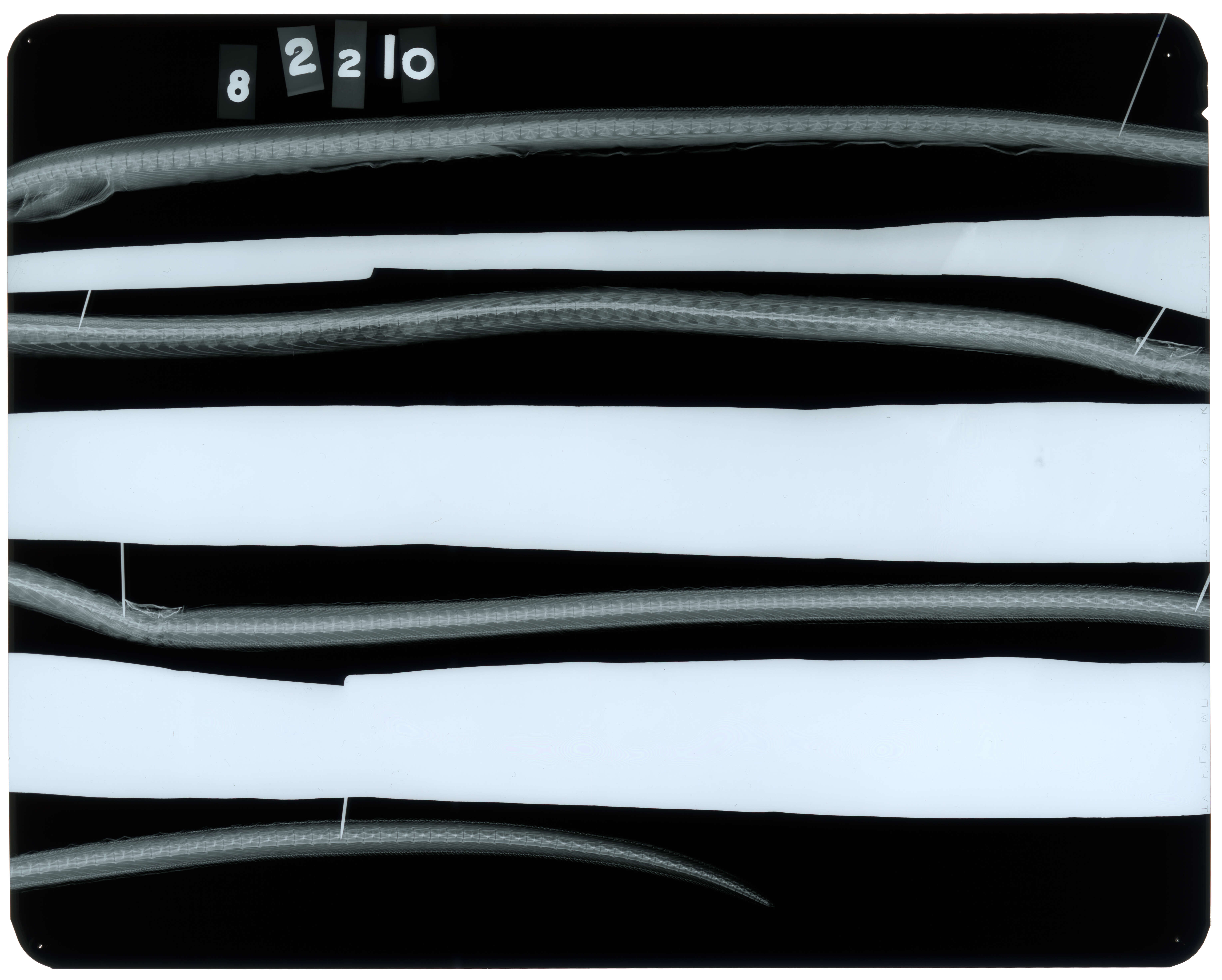 Image of Round sand-eel
