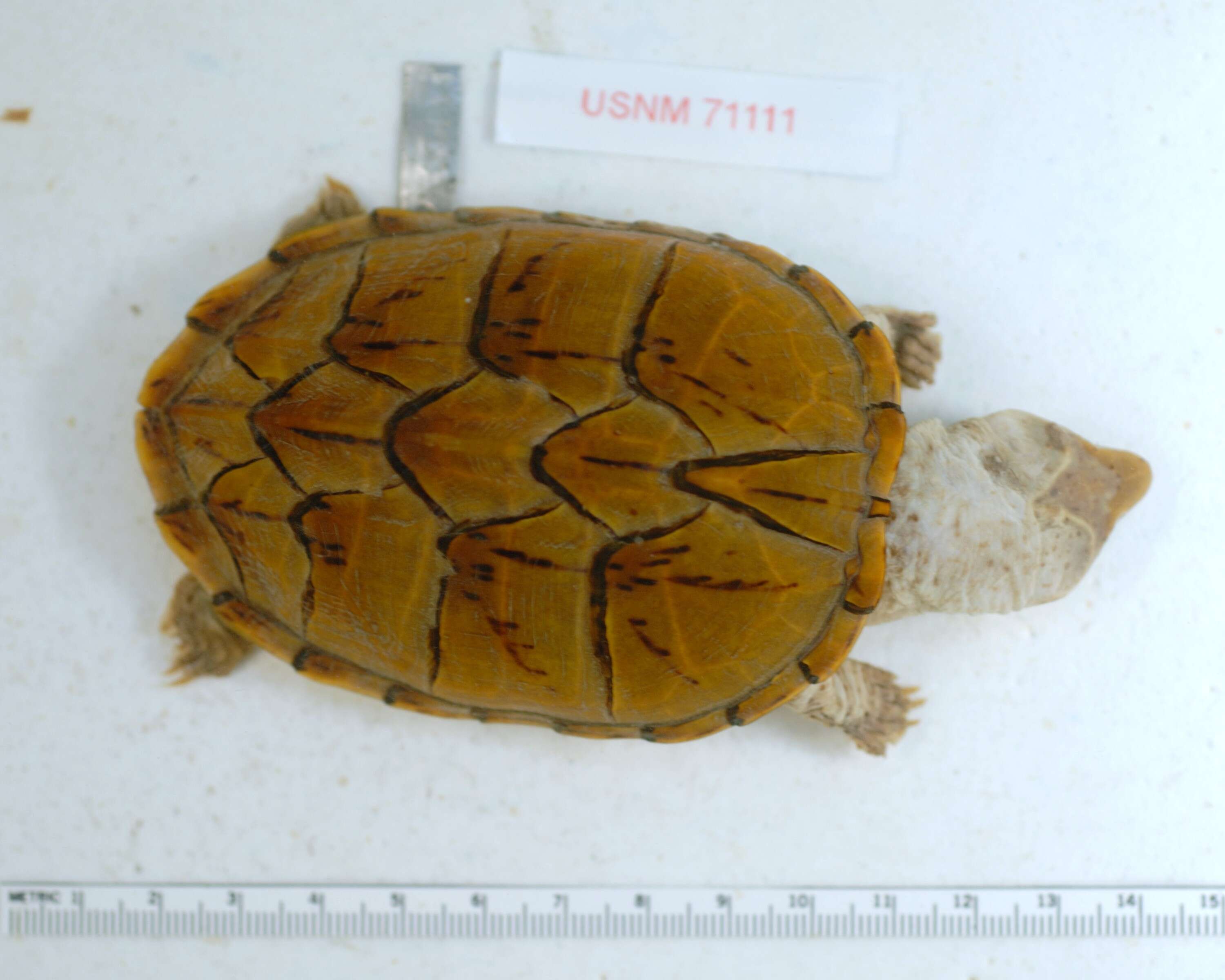 Image of Loggerhead Musk Turtle