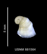 Image of Hipponicidae