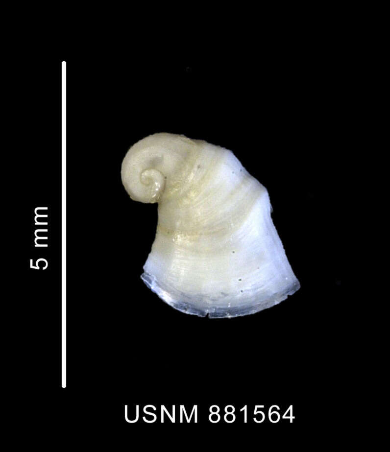 Image of Hipponicidae