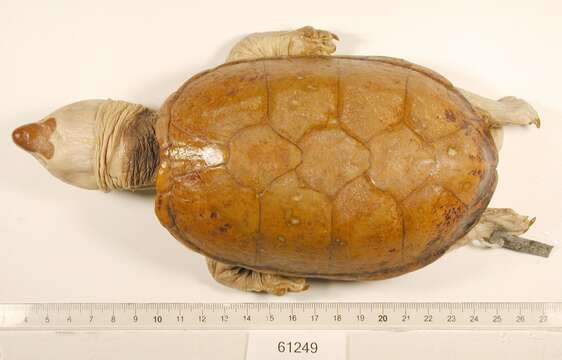 Image of Herrara’s Mud Turtle