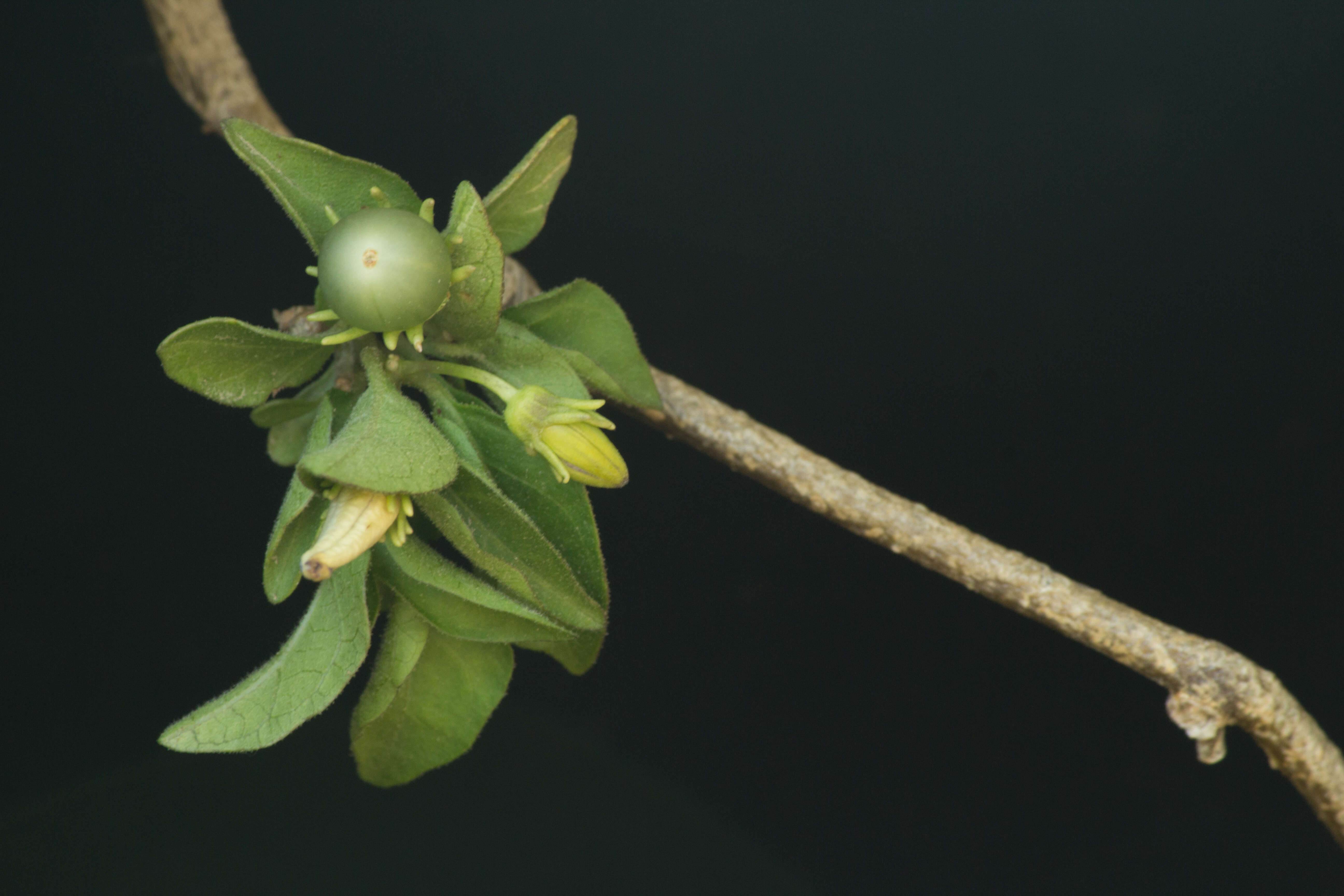 Image of Lycianthes lenta (Cav.) Bitter