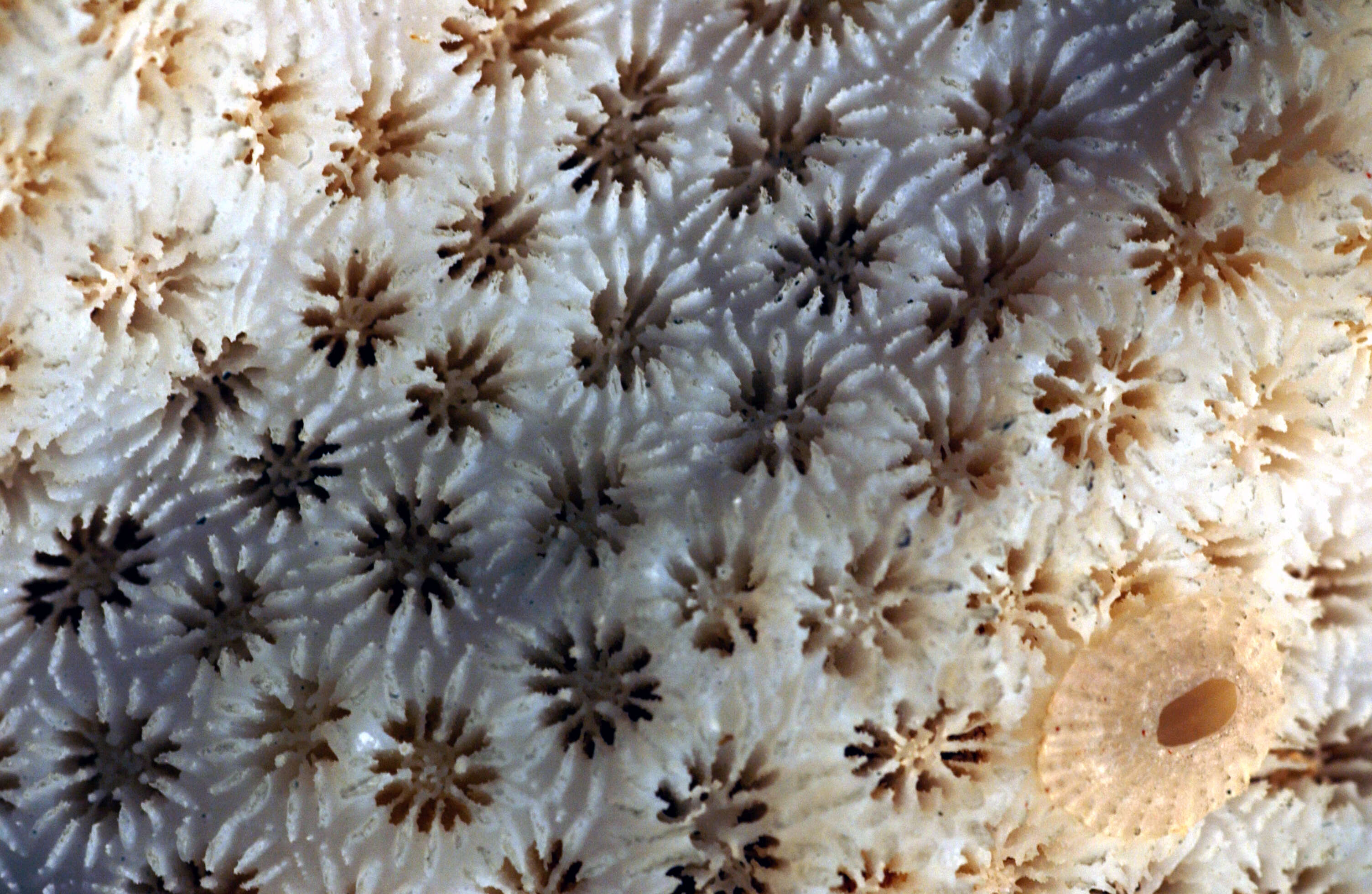Image of Goniastrea stelligera (Dana 1846)