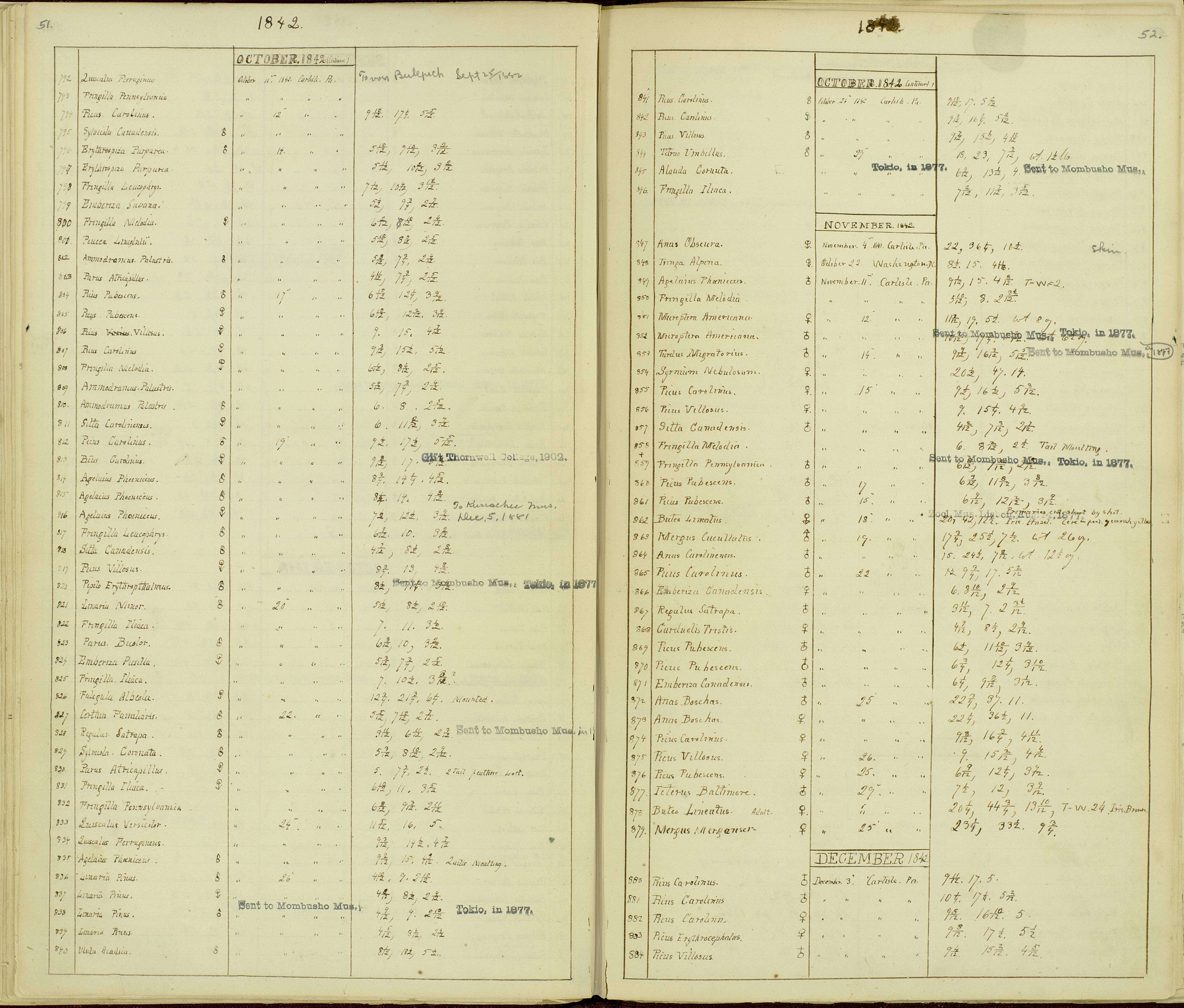 Imagem de Sitta canadensis Linnaeus 1766