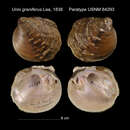 Image of Unio graniferus Lea