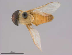 Image of Tabanus gilvellus Philip 1960