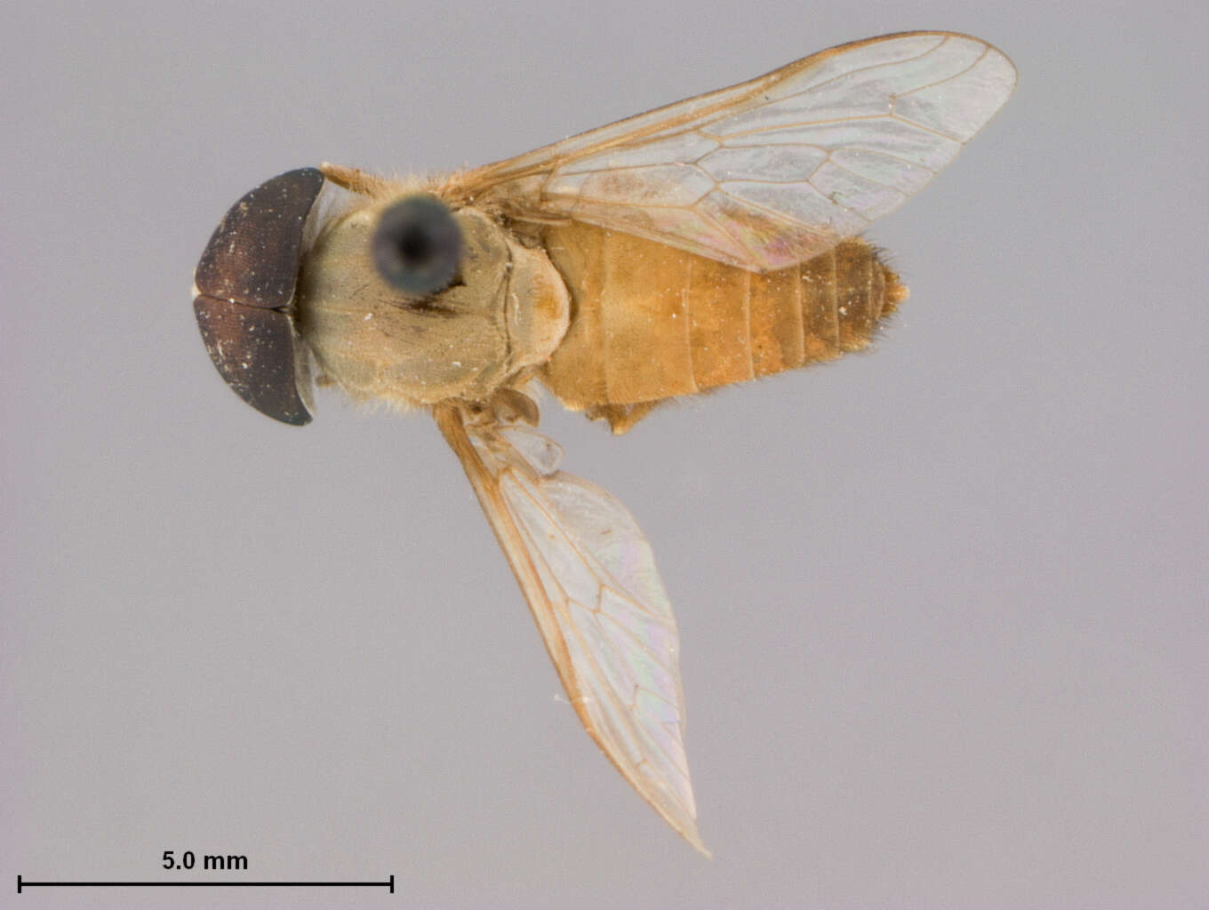 Image of Tabanus gilvellus Philip 1960