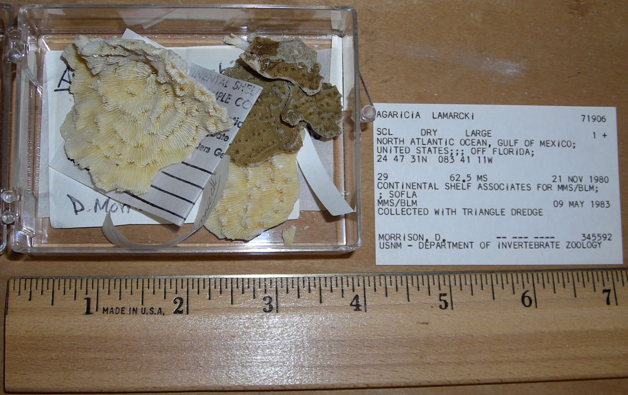 Image of Lamarck´s sheet coral