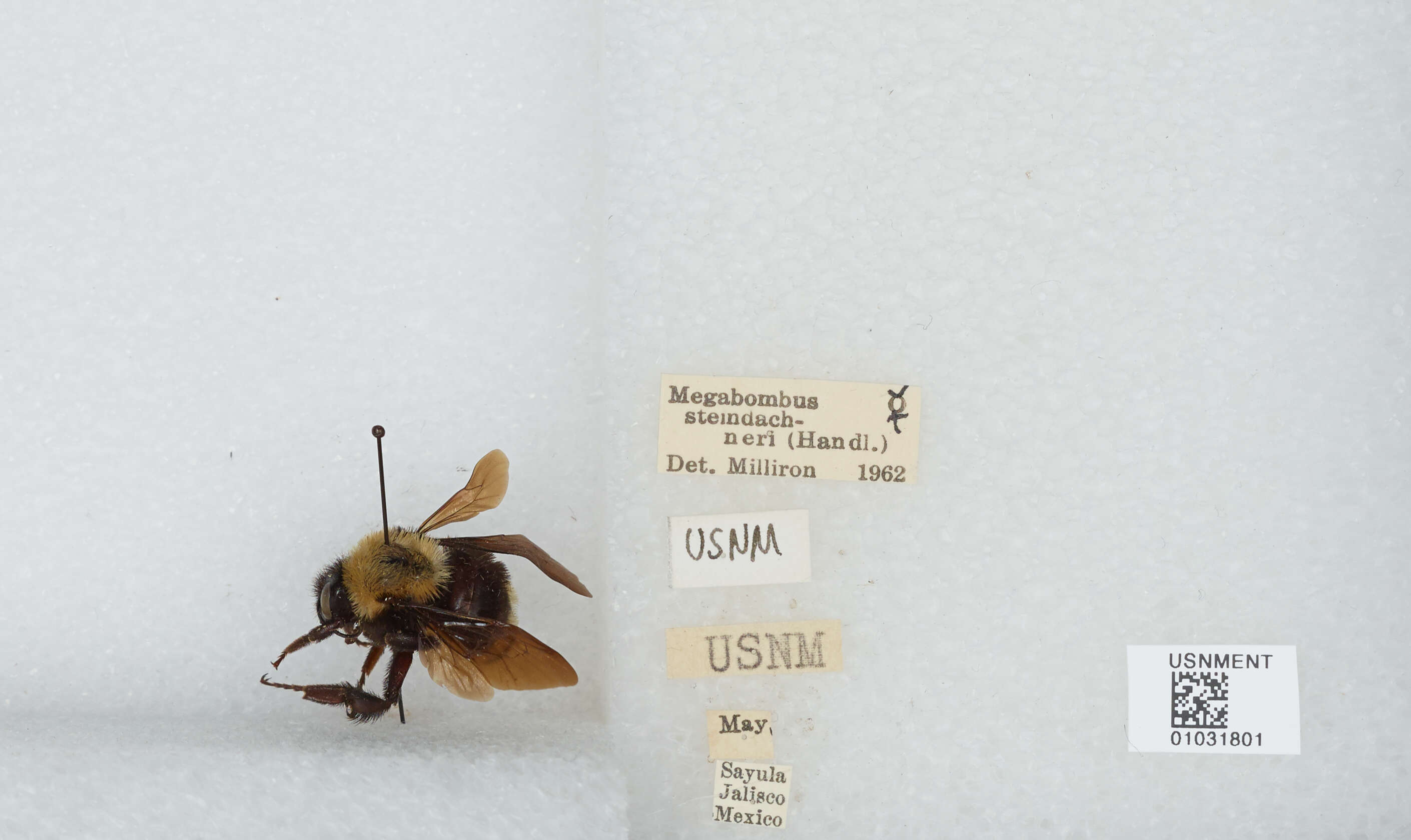 Image of Bombus steindachneri Handlirsch 1888