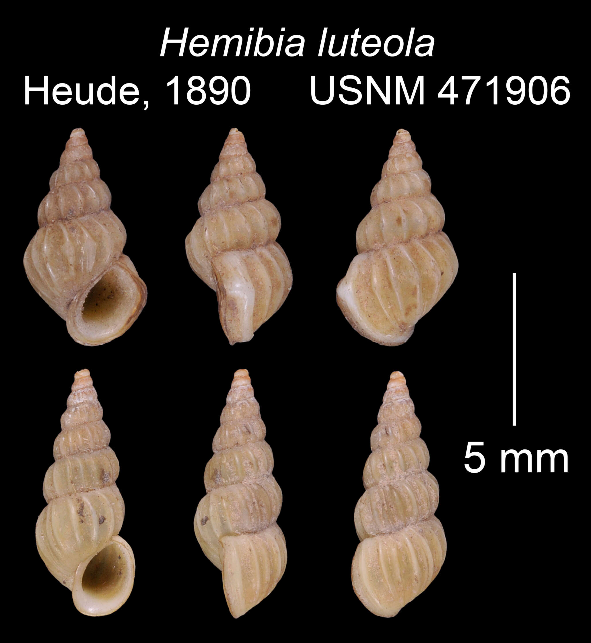 Image of Oncomelania hupensis hupensis