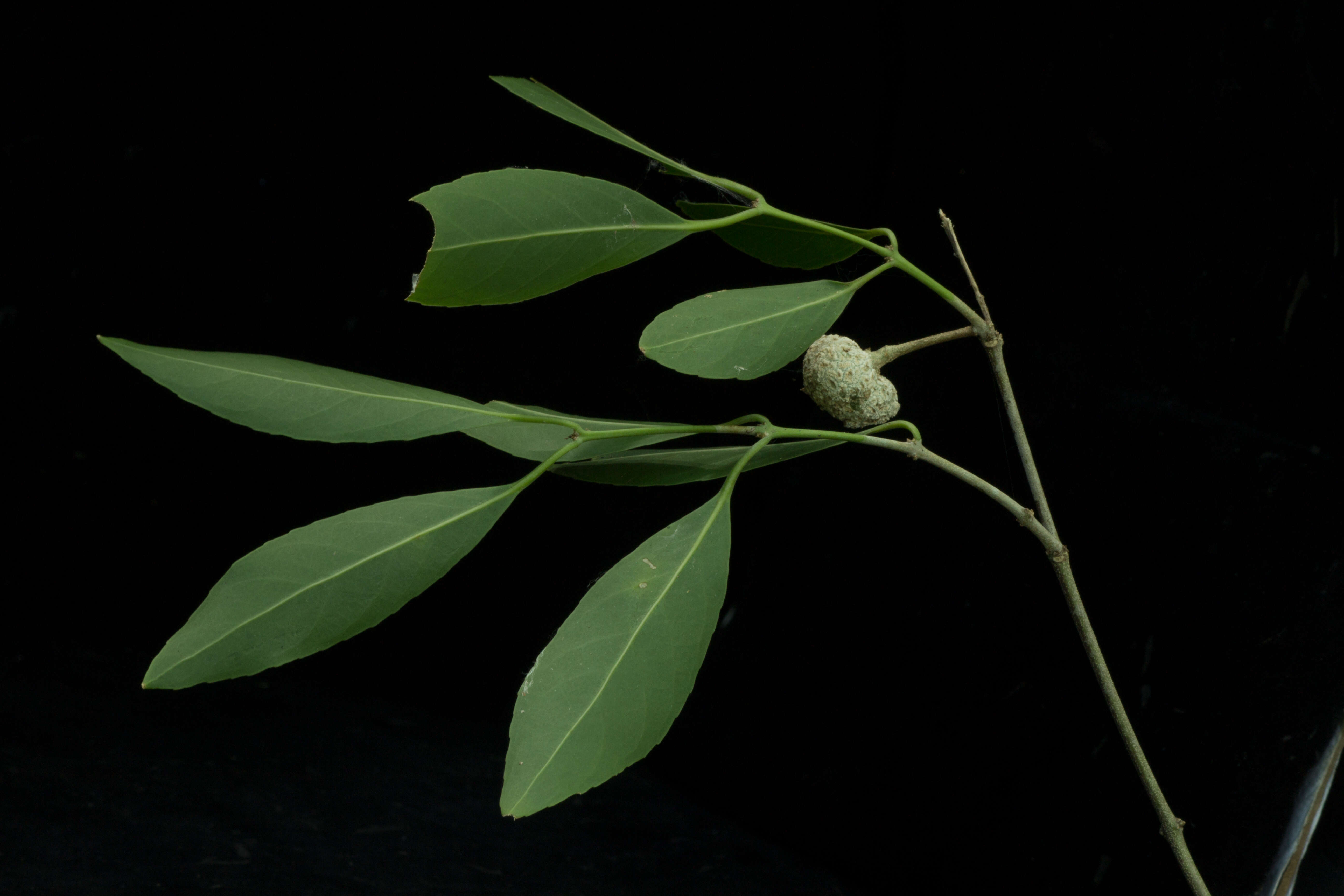 Image of Pristimera celastroides (Kunth) A. C. Sm.