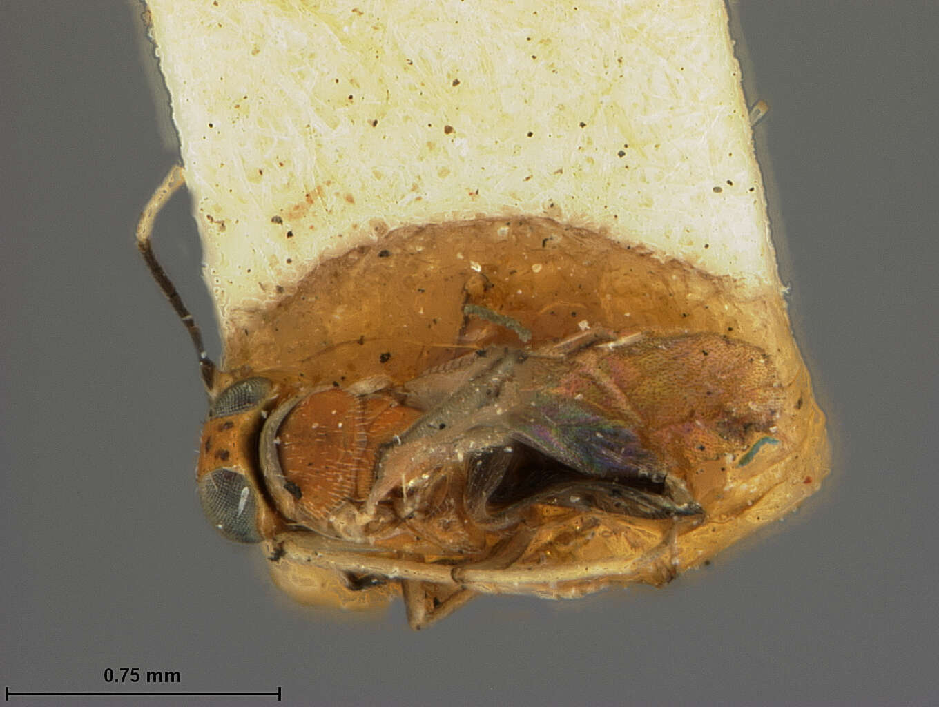 Image of Anagyrus pulcher (Ashmead 1888)