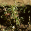 Poa curtifolia Scribn. resmi