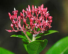 Image of Pinochia corymbosa subsp. portoricensis (Woodson) M. E. Endress & B. F. Hansen