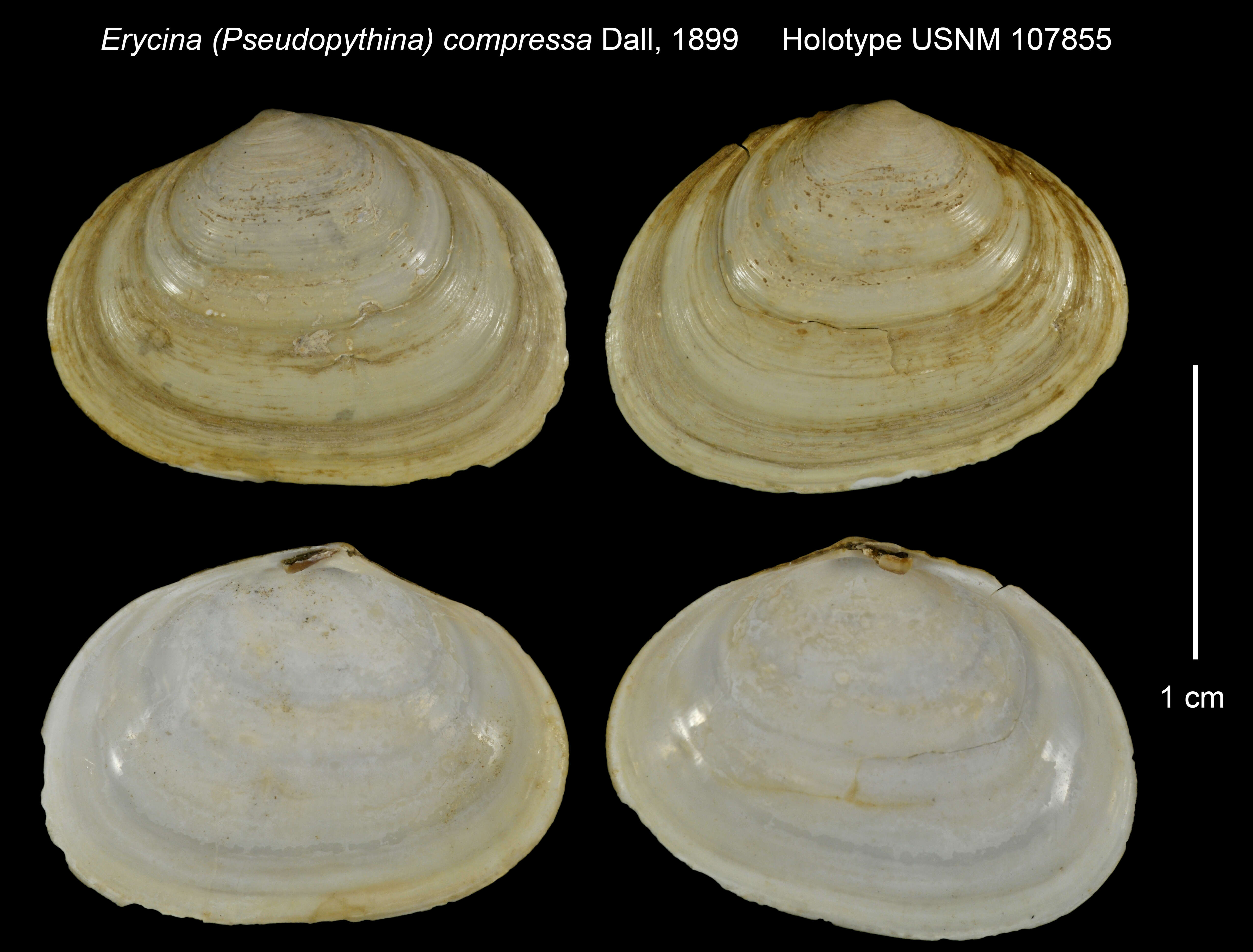 Image de Neaeromya compressa (Dall 1899)